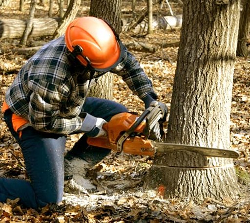 Tree Removal in Dublin, VA